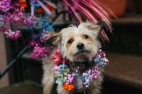 29 a dog in an iridescent collar looks extremely cute and very lovely, such a cool idea to accessorize your pet
