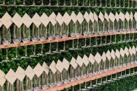 an oversized greenery wall with wooden holders for champgane flutes and escort cards on top each flute is amazing