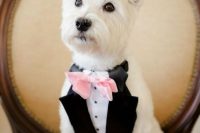02 a stylish pup wearing a classic black and white tux and a pink bow tie to look gorgeous at the wedding