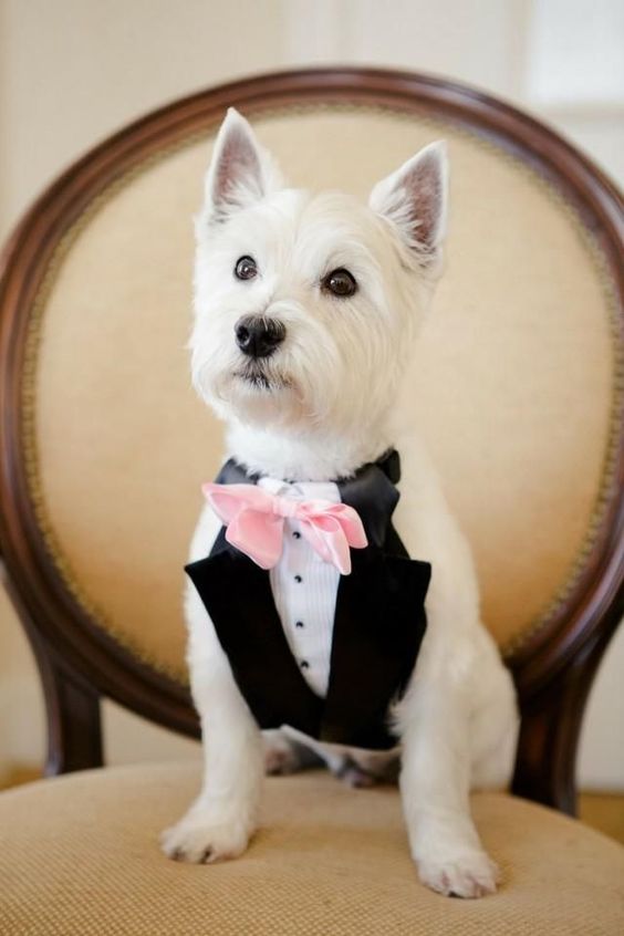 a stylish pup wearing a classic black and white tux and a pink bow tie to look gorgeous at the wedding