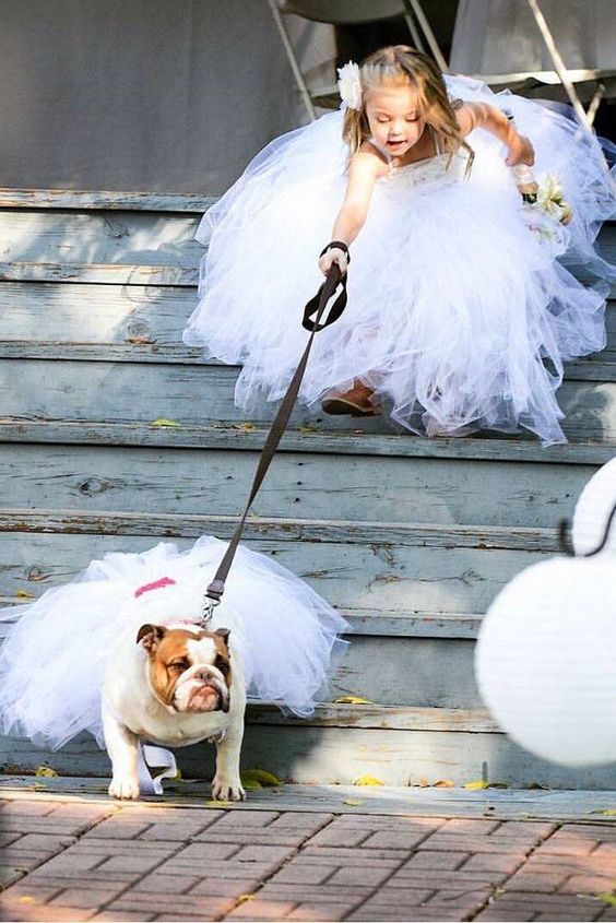 the pet wearing a tulle skirt is a super cute and lovely idea for the wedding