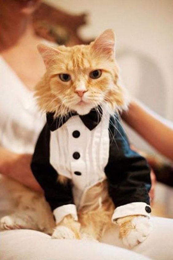 a cat wearing a black and white tux with black buttons and a black bow tie is a chic and bold solution for a wedding