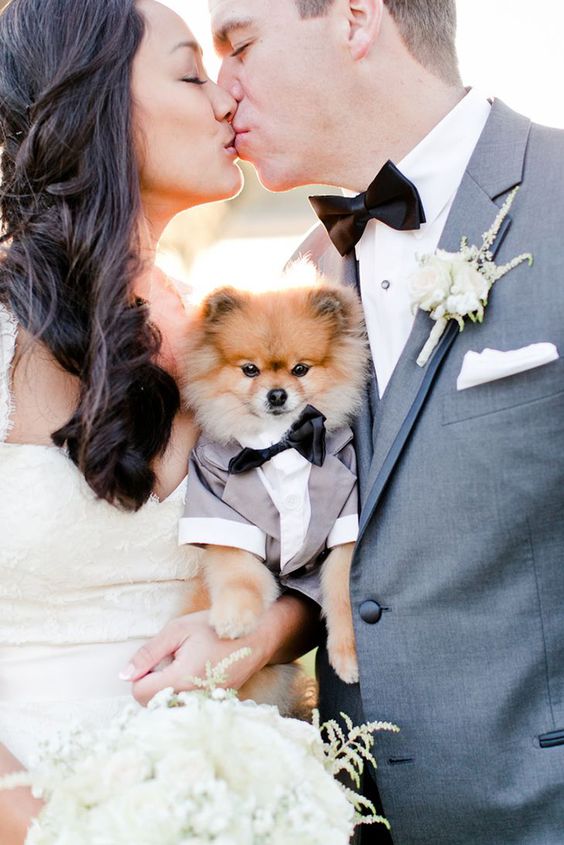 a doggie wearing a grey tux and a black bow tie for the wedding of its humans