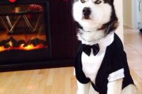 11 a husky dog wearing a stylish black and white tuxedo and a chain collar looks fabulous