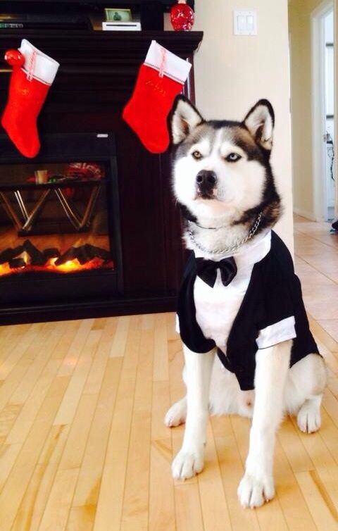 a husky dog wearing a stylish black and white tuxedo and a chain collar looks fabulous