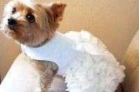 12 a little doggie wearing a white lace ruffle dress with a bow will look gorgeous and fantastic at the wedding