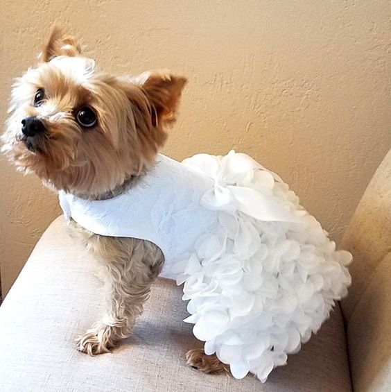 a little doggie wearing a white lace ruffle dress with a bow will look gorgeous and fantastic at the wedding