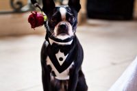 13 a lovely pup dressed up into a black and white tux and with a red rose attached looks very chic and classic