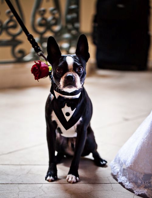 a lovely pup dressed up into a black and white tux and with a red rose attached looks very chic and classic