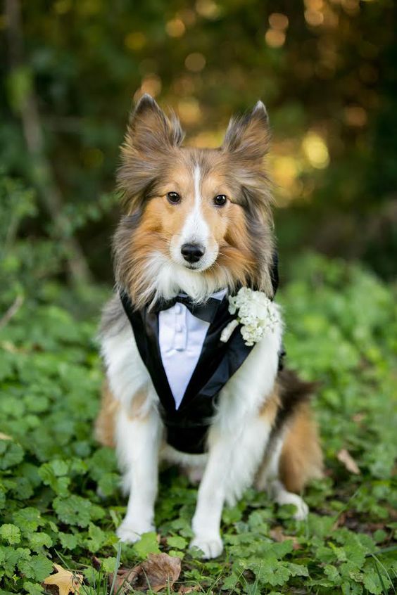 a sheltie wearing a black and white tux and a white floral boutonniere for a lovely and pretty wedding look