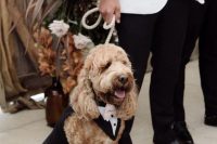 19 an elegant dog dressed into a classic black and white tux plus a blush bow tie looks fantastic