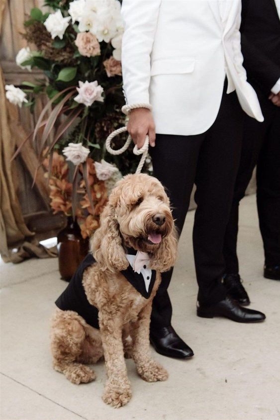 an elegant dog dressed into a classic black and white tux plus a blush bow tie looks fantastic