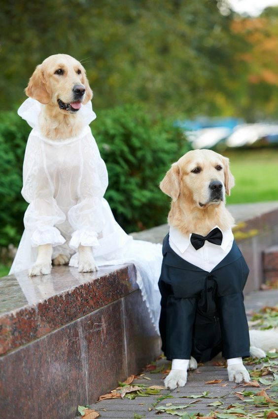 dogs wearing a black tuxedo and a tulle dress to match the couple's looks and add a bit of fun to the wedding
