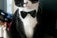 22 a black and white cat wearing an elegant white collar with a black bow tie is a real gentleman at the wedding