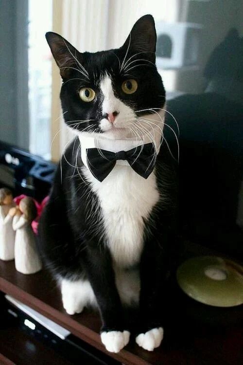 a black and white cat wearing an elegant white collar with a black bow tie is a real gentleman at the wedding