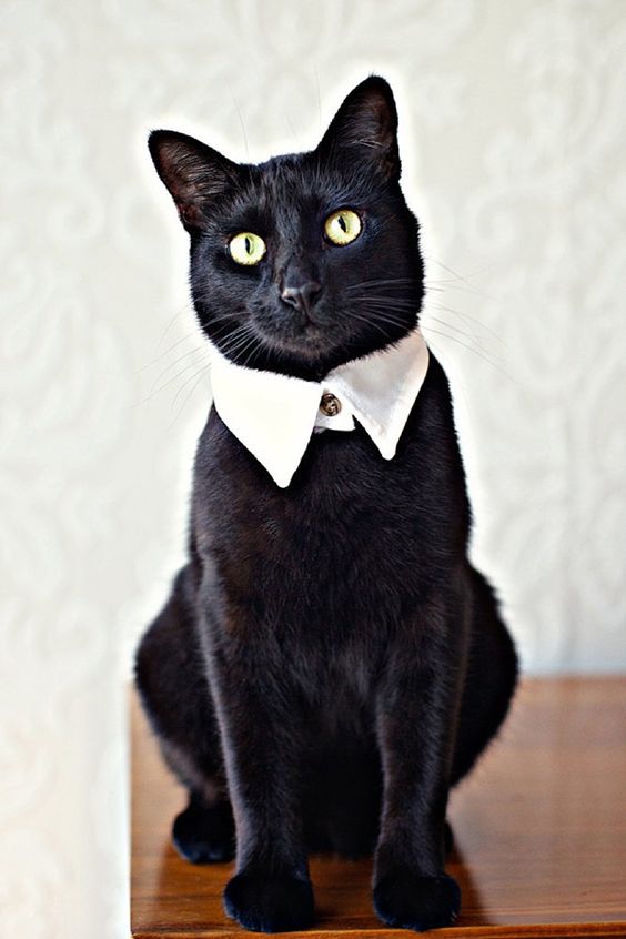 a black cat wearing a white collar with a button looks super elegant, chic and refined