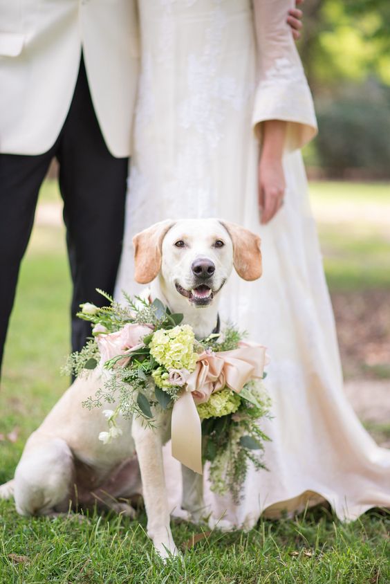 a gorgeous dog wedding collar decorated with pink roses and ribbons, white and green blooms and foliage is amazing