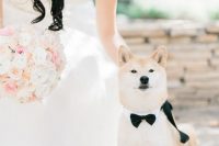 25 a pretty doggo wearing a white collar with a black bow tie looks super elegant and chic at the wedding
