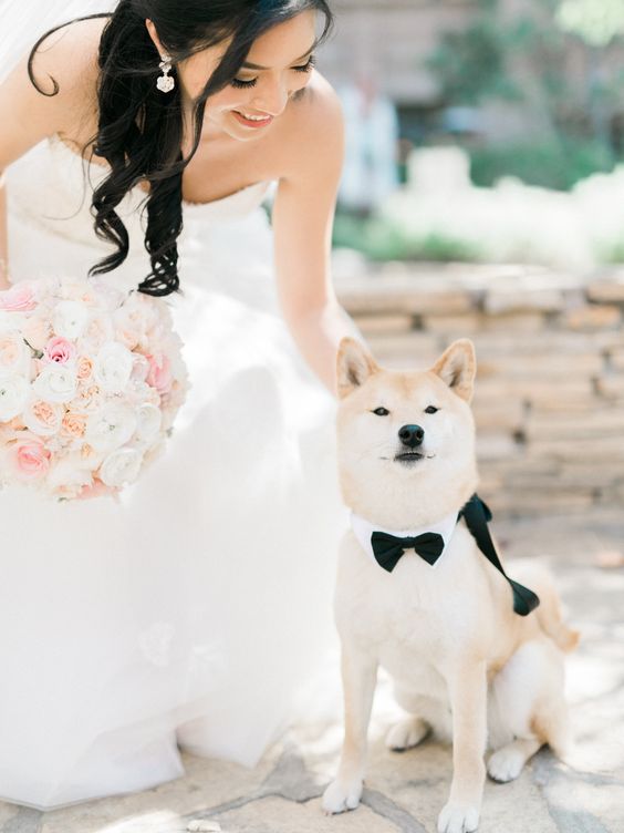 a pretty doggo wearing a white collar with a black bow tie looks super elegant and chic at the wedding