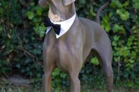 26 dog of honor wearing an elegant formal puppy set with cuffs and a bow tie with a collar looks gorgeous