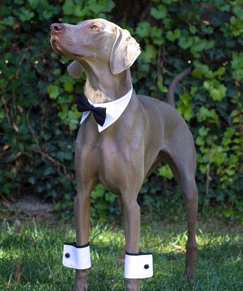 dog of honor wearing an elegant formal puppy set with cuffs and a bow tie with a collar looks gorgeous