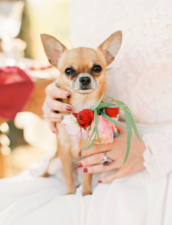 a beautiful and bright pink and red flower plus greenery dog collar is a lovely idea for a wedding