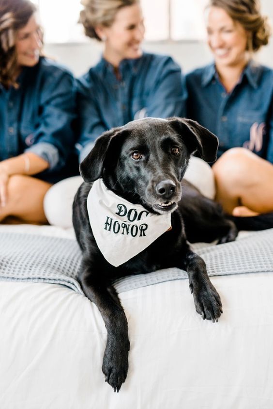 a bandana for the dog of honor is a cool idea to dress up your pet without much fuss