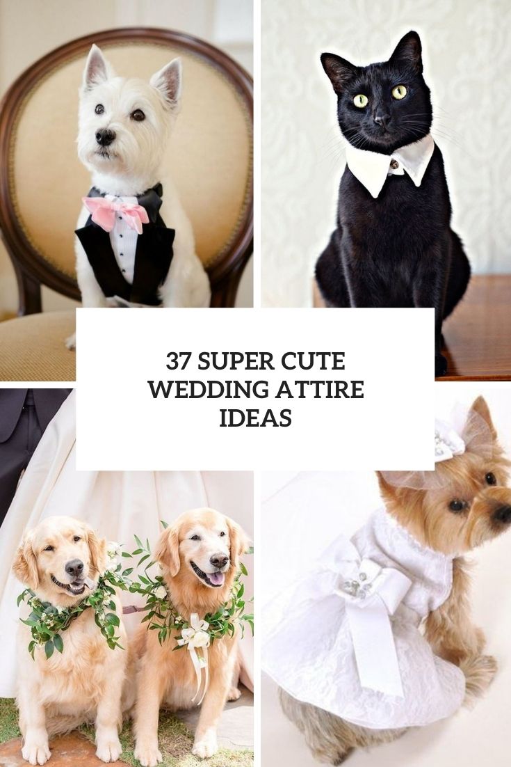 super cute pet wedding attire ideas cover