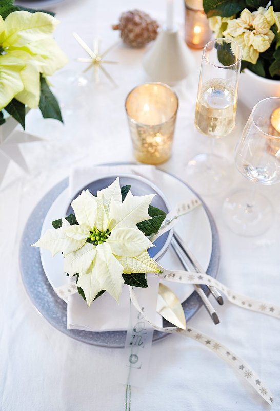 a winter holiday wedding place setting with a white poinsettia as a favor and an accent is a lovely idea for Christmas and not only