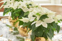 34 white poinsettias in gilded planters will be great sustainable wedding centerpieces that won’t break the bank
