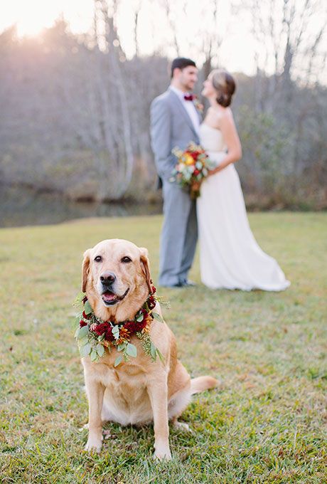 a beautiful bright flower collar with burgundy, orange blooms and eucalyptus that matches the bouquet looks awesome on the doggo