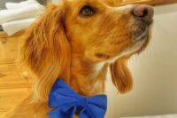 04 a blue velvet bow attached to the collar will accent your dog’s look with its pretty color and will make it look amazing