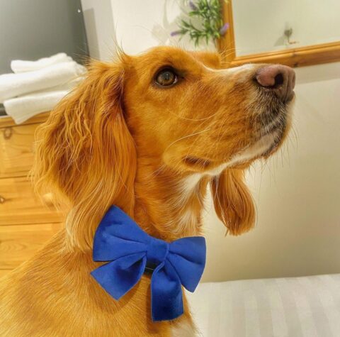 a blue velvet bow attached to the collar will accent your dog’s look with its pretty color and will make it look amazing