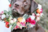 06 a gorgeous and colorful fresh flower collar is a fantastic accessory for a romantic look of your pup on your big day
