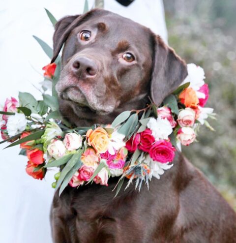a gorgeous and colorful fresh flower collar is a fantastic accessory for a romantic look of your pup on your big day