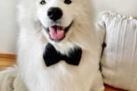 08 a single black bow tie attached to the collar is sometimes all your pup needs to look even more fantastic than usually