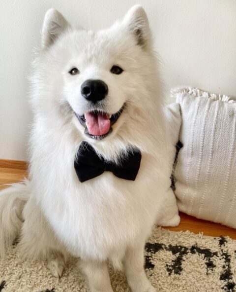 a single black bow tie attached to the collar is sometimes all your pup needs to look even more fantastic than usually