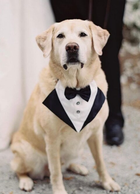 a classic black and white tuxedo bandana is a lovely idea for a modern wedding, it won’t prevent your dog from feeling comfortable