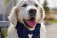 14 a cool navy and white dog tuxedo collar or bandana is a lovely idea in a classy color, if you don’t like black, try navy