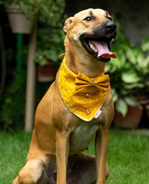 a refined and elegant yellow printed bandana with buttons and a bow tie is a beautiful accessory for your wedding