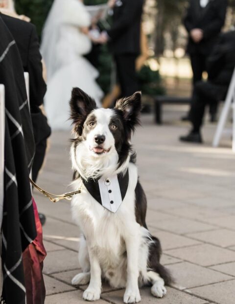 a striped black and white bandana with buttons that imitates a suit is a lovely idea for a classy wedding