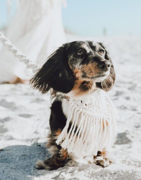 if you are having a boho wedding, a macrame and fringe piece with a matching macrame leash make your dog look perfect and very cohesive with the style