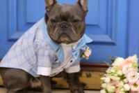 20 a beautiful lilac and blue suit with black buttons, a blue bow tie and a pink boutonniere are a great look for your pet for your pastel wedding