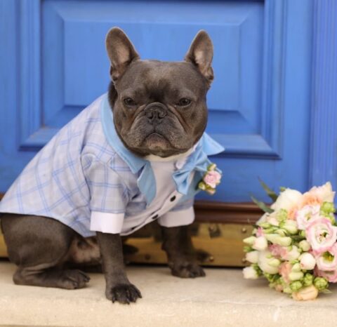 a beautiful lilac and blue suit with black buttons, a blue bow tie and a pink boutonniere are a great look for your pet for your pastel wedding