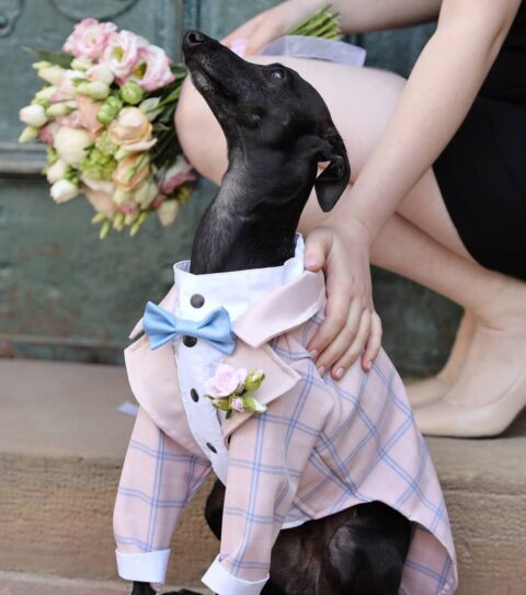 a blush checked suit with a white shirt, black buttons and a delicate blue bow tie is a gorgeous look for your doggo if you are having a pastel wedding