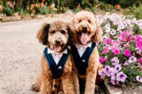 27 a duo of lovely dogs looking cool in navy tuxedo waistcoats  with pink bow ties are a lovely idea for any more or less formal wedding