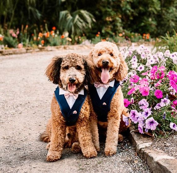 a duo of lovely dogs looking cool in navy tuxedo waistcoats  with pink bow ties are a lovely idea for any more or less formal wedding