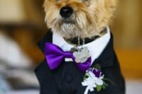 30 a refined black and white dog tuxedo with a purple bow tie, bow and boutonniere is a stylish soluion for a wedding with purple
