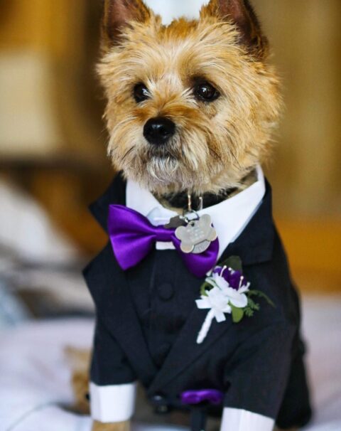a refined black and white dog tuxedo with a purple bow tie, bow and boutonniere is a stylish soluion for a wedding with purple
