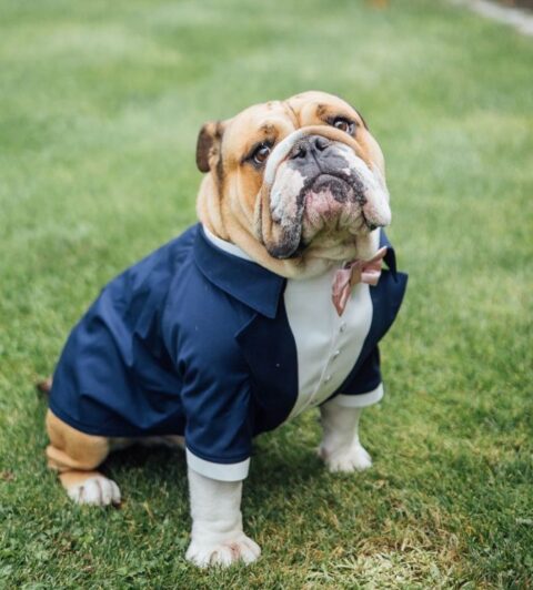 a super elegant navy suit with a white shirt, pearl buttons and a pink bow tie makes the pup look even more gorgeous than he is